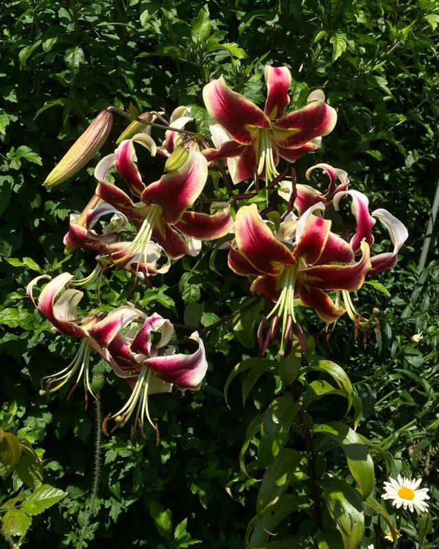 Keine fleischfressende Pflanze aber zweifellos ein Hingucker im  Garten 🌿 Die Schmucklilie (Lilium speciosum)

#garten #gardening #flower #lilie #lilium #summer #zwiebel