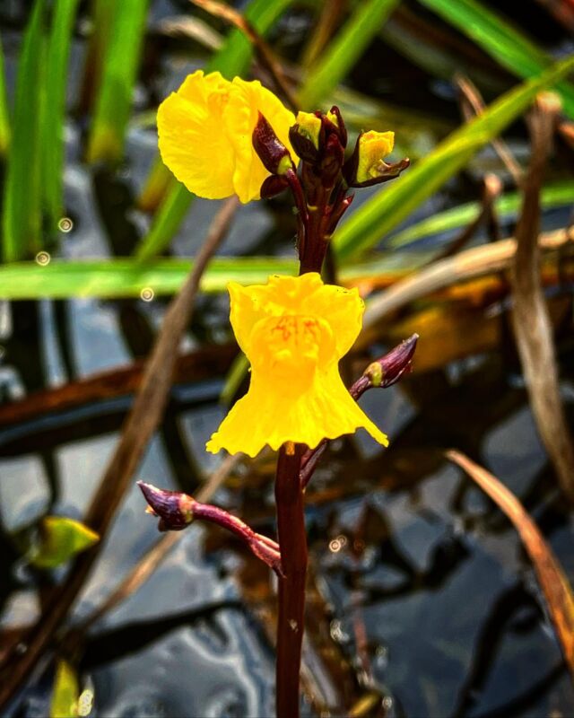 Utricularia vulgaris im Gartenteich 😊 In Deutschland heimischer Wasserschlauch und damit auch voll winterhart. Blüht über viele Wochen mit hübschen gelben Blüten, die etwas an Löwenmäulchen erinnern.

#utricularia #teichpflanzen #teich #winterhart #bog #carnivoren #wasserschlauch #sommer #moor #sonnentau #drosera #dionaea #karnivoren #insekten #gartenteich