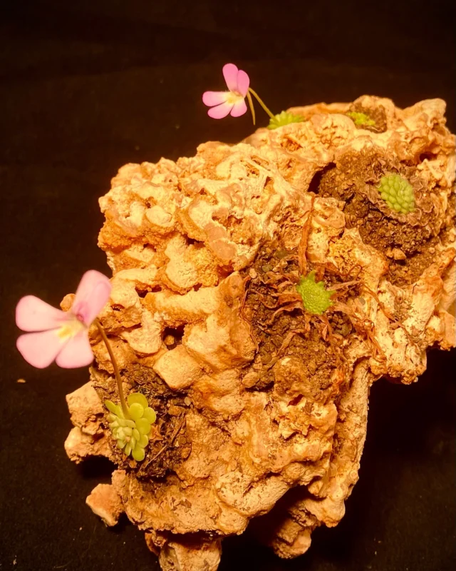 Winterruhe auf dem Spaghettistein. Pinguicula jaumavensis und esseriana gerade in Blüte. Pinguicula gypsicola und cyclosecta lassen noch auf auf sich warten. Spaghettisteine eignen sich ideal für eine dekorative und „naturnahe“ Kultur von mexikanischen Fettkräutern. 

#pinguicula #pings #pingi #butterwort #gypsicola #cyclosecta #esseriana #jaumavensis #mexiko #mexican #carnivoren #bug #tropical #terrarium #bugeater #fettkraut #spaghetti #spaghettistein #pingrock