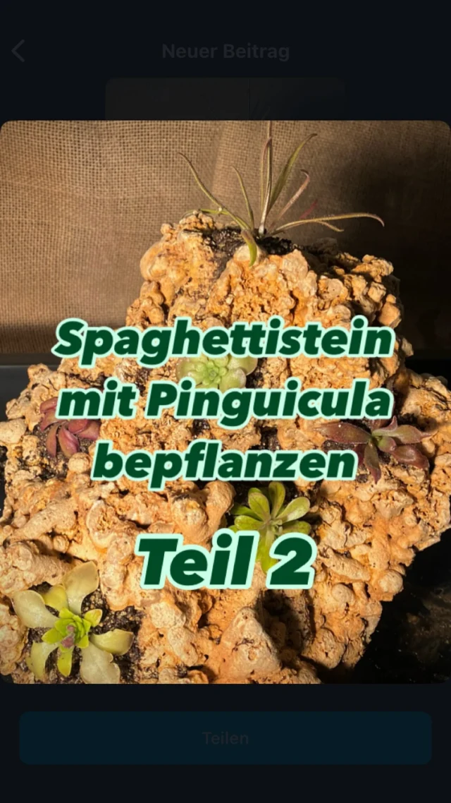 Aufgrund zahlreicher Fragen zur Bepflanzung unserer Spaghettisteine mit mexikanischen Pinguicula haben wir uns an einem kleinen Erklärvideo versucht. Vielleicht löst dieses das ein oder andere Fragezeichen ja auf 😊
Natürlich führen viele Wege zum Ziel, wir stellen im Video lediglich unsere Lieblingsmethode vor.

#pingrock #pingi #pings #pinguicula #spaghettistein #terrarium #mexicanpinguicula #butterwort #carnivorous #plants #tropical #fettkraut #indoorplants #ping #calderoniae #laueana #kondoi #starfish #esseriana #laxifolia