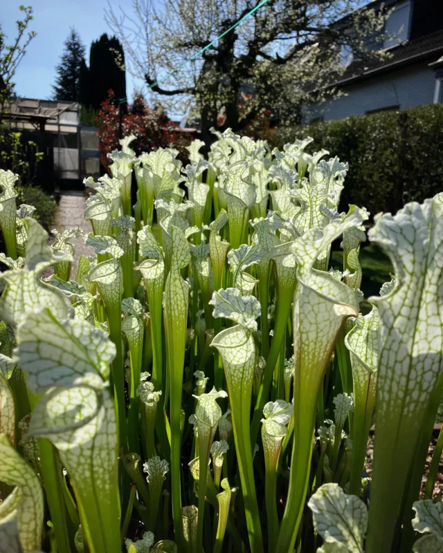 #Sarracenia leucophylla „alba“ in voller Pracht 🔥 Aktuell ca. 40cm hoch. Ab morgen im Shop verfügbar.

#leucophylla #alba #moor #moorpflanze #moorbeet #winterhart #schlauchpflanze #bog #hardy #winterhart #bogplant #moorkübel #fleischfressendepflanze 
@gfp_karnivoren
