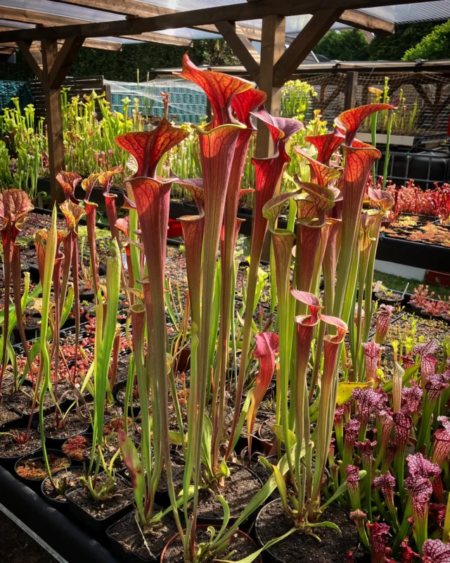 Kleine Impressionen während der schönsten Jahreszeit 😊 #Sarracenia flava var. atropurpurea „BlackRiver State Forest“, #Drosera adelae und prolifera und ein wenig mehr..

#dionaea #moorbeet #carnivoren #winterhart #sommer #sphagnum #torfmoos #vfp #vff #sonnentau #sumpf #bog #queensland #prolifera #adelae #blackwater #carnivorous