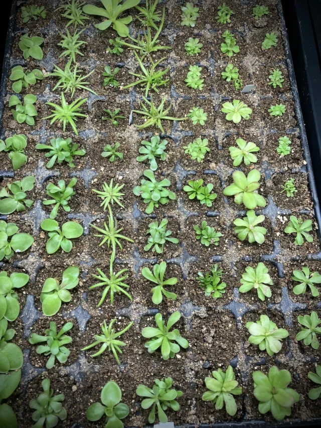 Nach dem Sommer kommt die Pikiersaison :) Jede Menge kräftige Pinguicula bekommen ihren eigenen Topf 🍀

#pinguicula #fettkraut #fleischfressendepflanzen #carnivoren #esseriana #calderoniae #mexiko #pings #pingrock #karnivoren #sukkulenten #pikieren #fleischi #pings #tropical