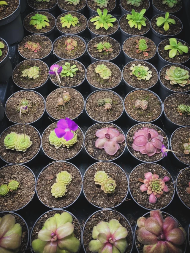 Die erste Rutsche #Pinguicula ist bereit für den Versand 🌱 Weitere folgen bald 😊

#fettkraut #carnivoren #butterwort #ping