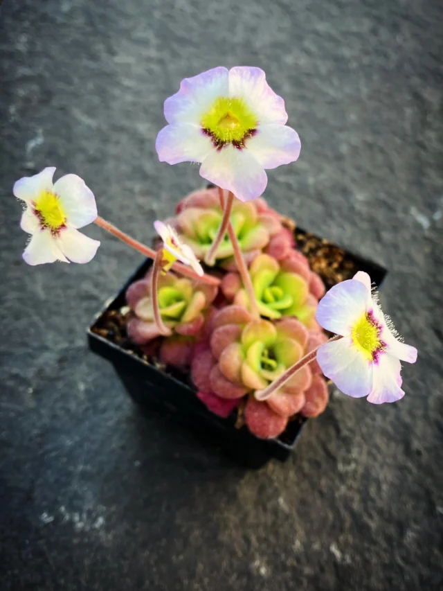 #Pinguicula martinezii „red“ (P615) in voller Pracht 🔥 
In Kürze die ersten Exemplare verfügbar 😊

#ping #pings #fettkraut #carnivoren