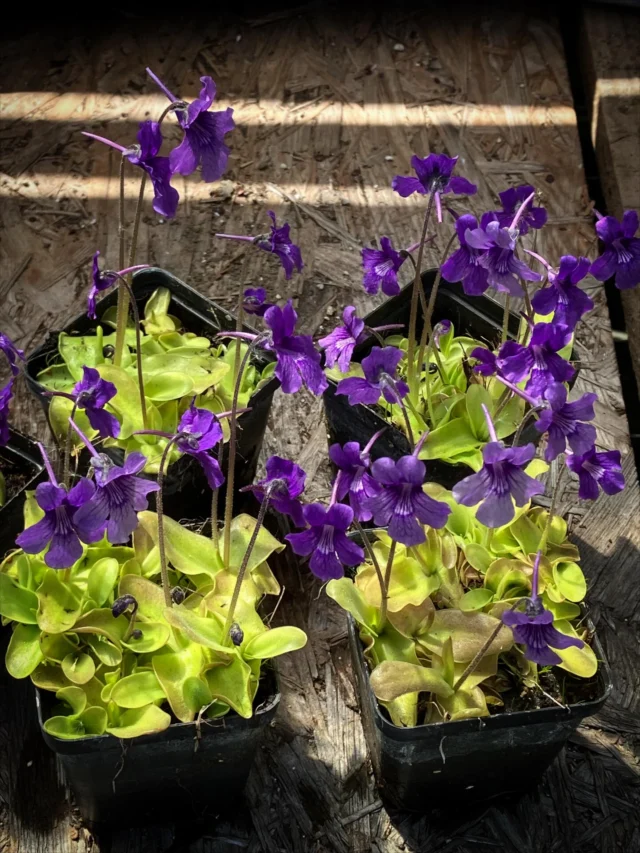 Pinguicula grandiflora wartet dringend aufs Pikieren 🫣

#pinguicula #ping #moorbeet #winterhart #blüte