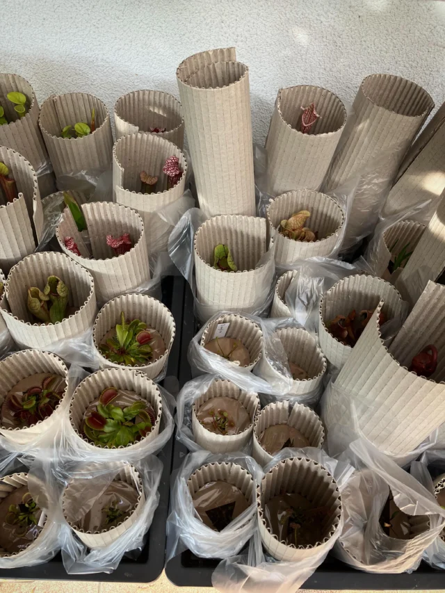 Sicher verpackt macht Freude beim Auspacken :) Kleiner Einblick zum Sonntag, wie unsere Pflanzen auf die Reise gehen.

#carnivoren  #moorbeet #fleischfressendepflanze #winterhartepflanzen