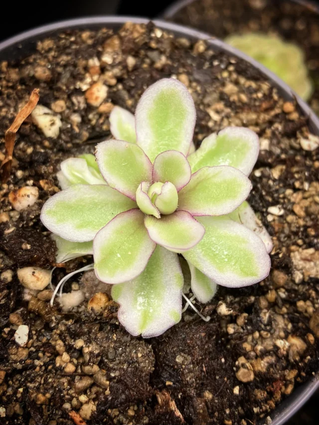Mal sehen, ob die Panaschierung stabil bleibt 🍀

#pinguicula #ping #butterwort #fettkraut