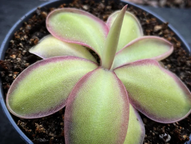 Pinguicula spec. ANPA D. Eine Tolle Pflanze mit lila Blattrand und ovalförmigen Blättern. Das Namenskürzel steht für Andrej Pavlovic, der 4 verschiedene (A,B,C und D), in den 1990er in Mexiko gesammelte Pflanzen erfolgreich weiter kultiviert hat. In Kürze verfügbar.

#ping #pinguicula #fettkraut #mexican #tropical
