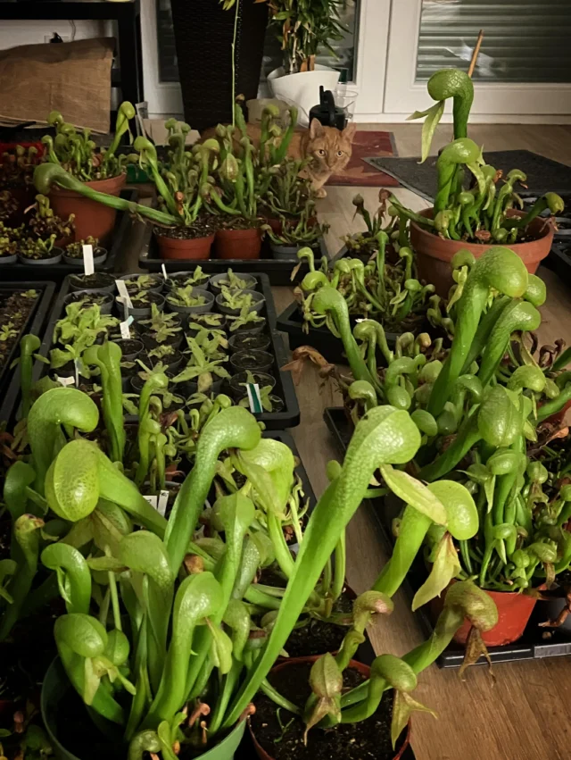 Bald 40C im Schatten draußen… dieses Jahr auf Nummer sicher bei unseren Kobras. Inkl. Bewachung 😼

#darlingtonia #kobralilie #carnivoren #moorbeet #sommer