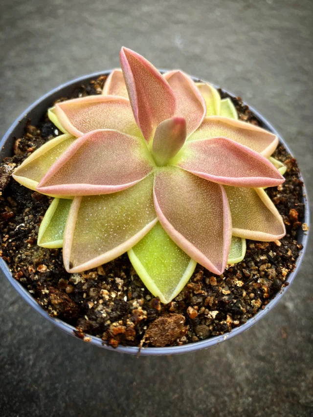 Pinguicula x Estrellita ist eine Kulturhybride zwischen Pinguicula ehlersiae und Pinguicula mesophytica. Estrellita, spanisch für „kleiner Stern“, bezieht sich auf die chrakteristische kompakte Wuchsform mit spitz zulaufenden Blättern, die leicht eingerollt sind. Die Pflanzen bilden eine tolle, hellrote Blattfärbung unter guten Lichtverhältnissen und eignen sich mit nur maximal 5cm Durchmesser auch für die Bepflanzung auf Spaghettisteinen. In Europa noch kaum in Sammlungen zu finden 🔥

#pinguicula #estrellita #mexican #fettkraut #ping
